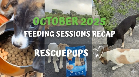 October 2025: Feeding Sessions Around the World