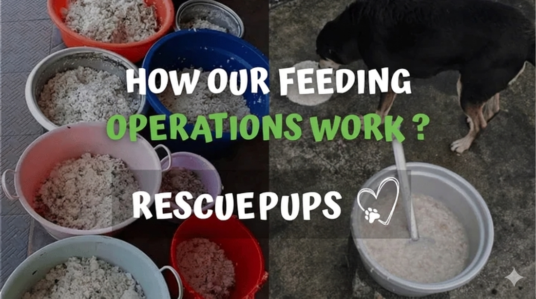 How Our Feeding Operations Work